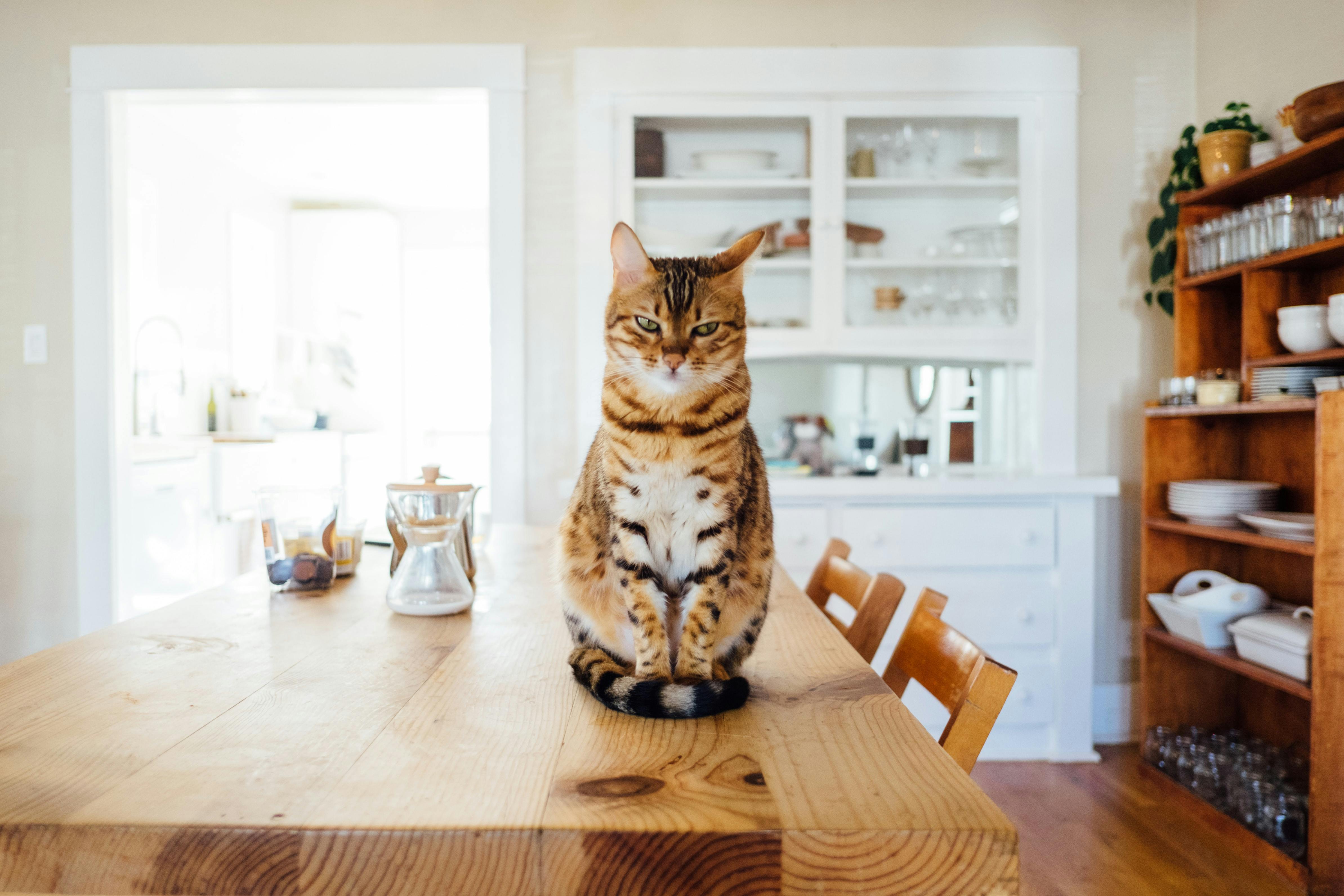 Tabby cat sitting on a dining room table