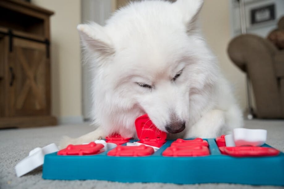 White dog playing with treat puzzle