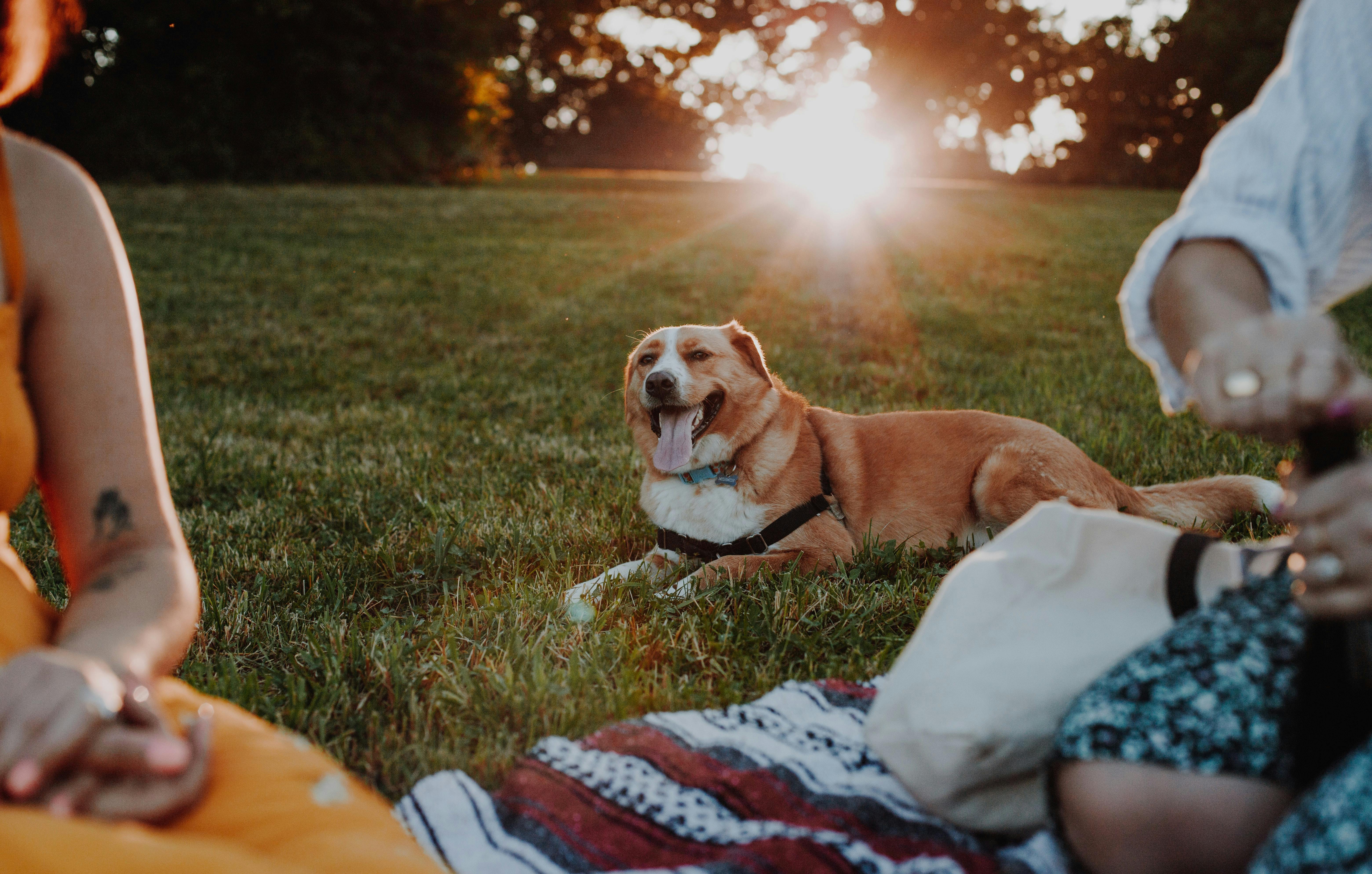 Dog laying down on the grass next to a picnic