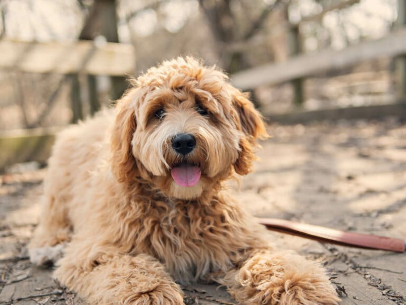 What You Need to Know About Hypoallergenic Dogs