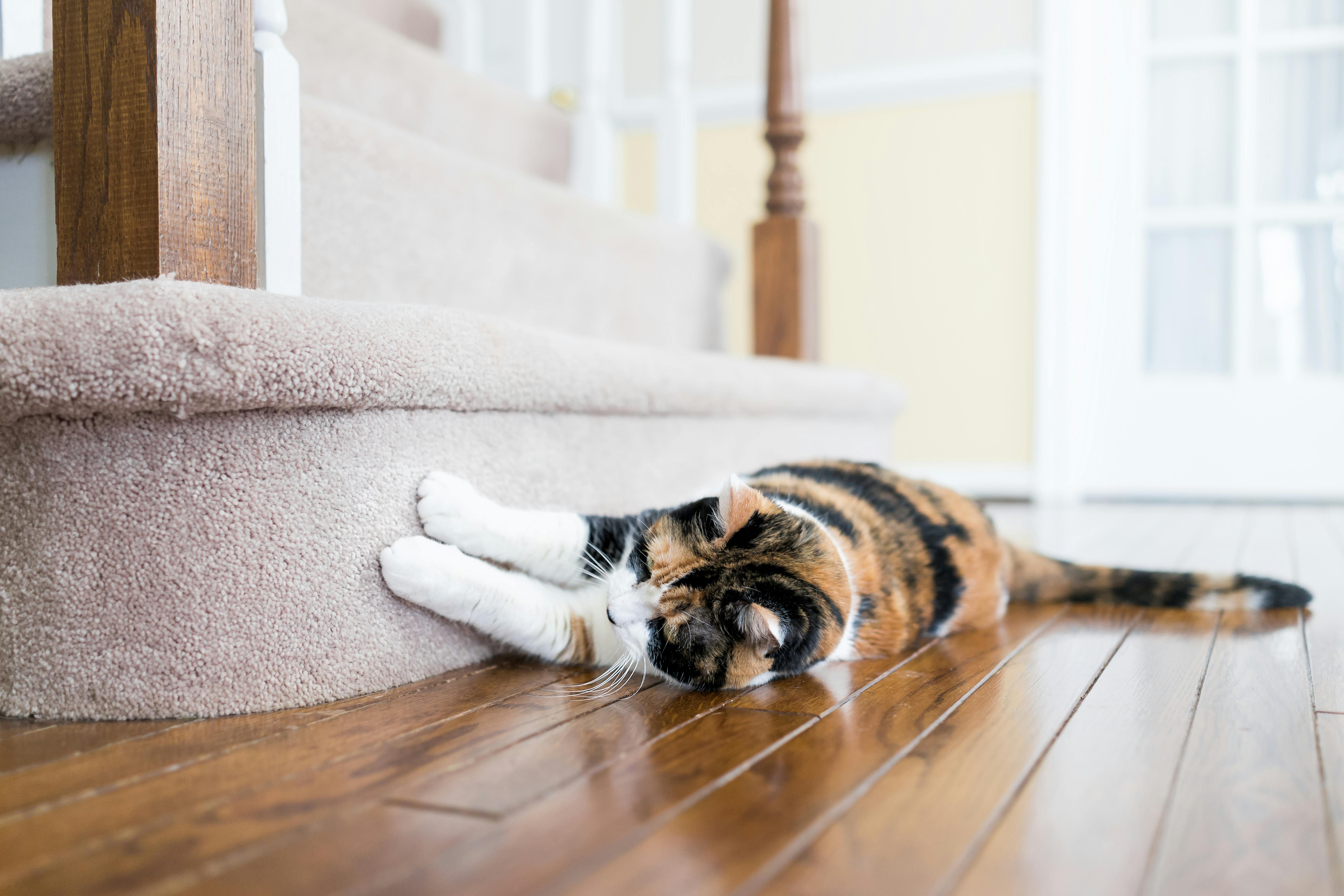 Calico cat scratching the carpet on a stair.
