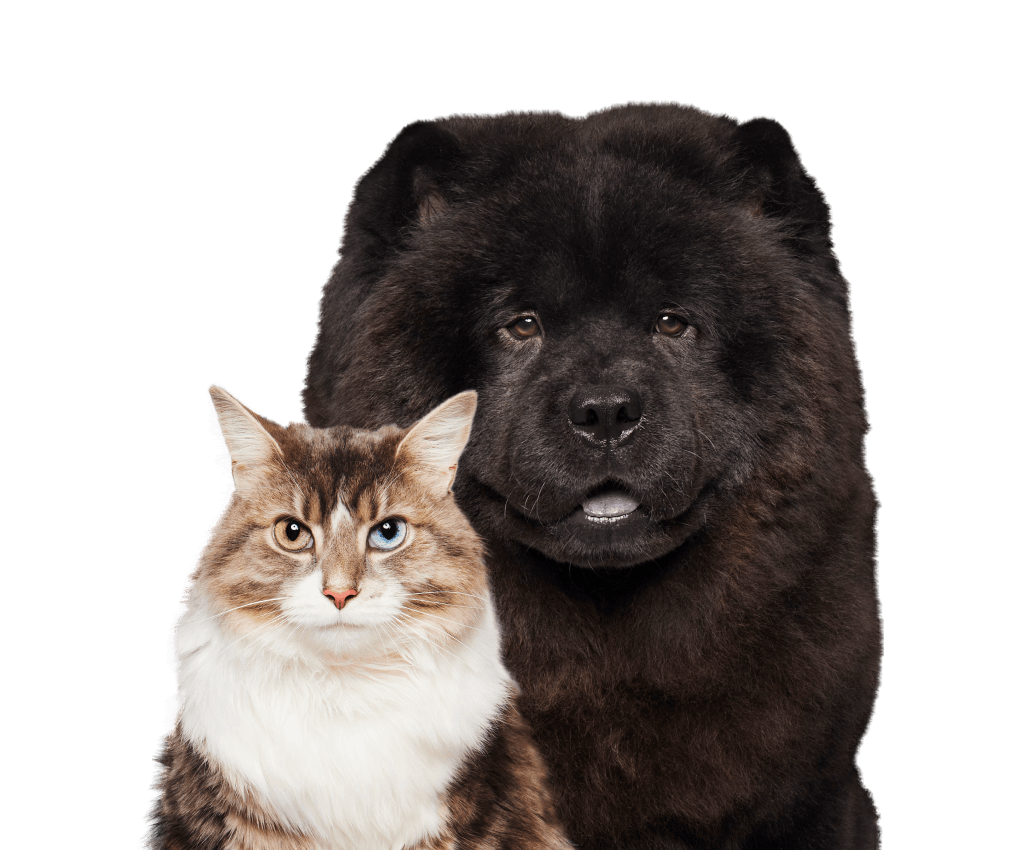 Wisdom Panel™ World's most accurate dog DNA test service