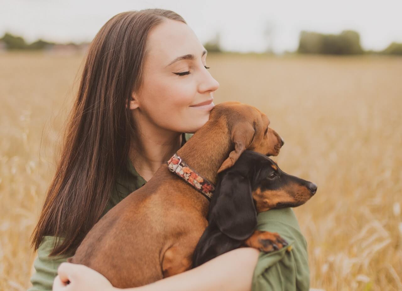 Dachshund emotional best sale support dog