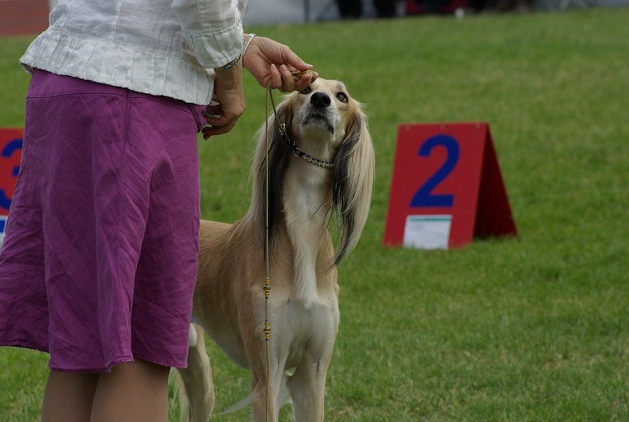 Dog show handler working with dog