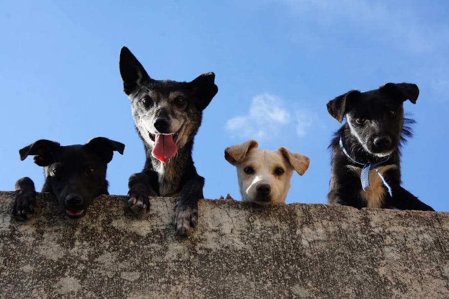 Four mixed-breed dogs