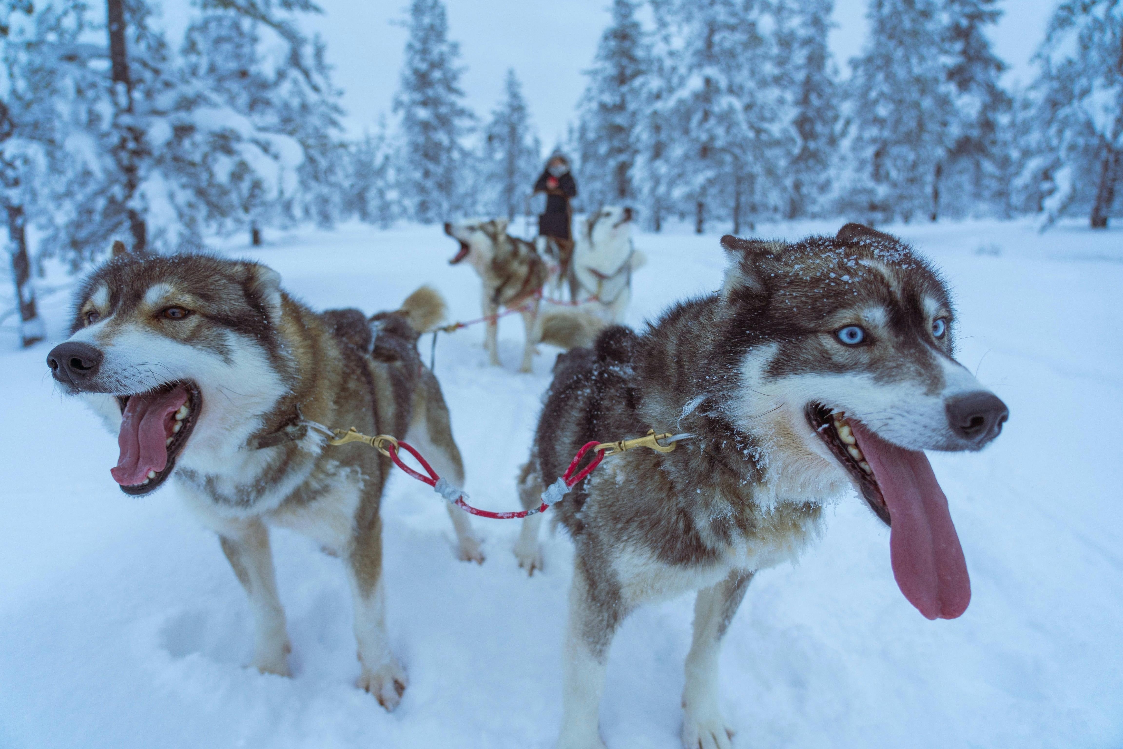 Siberian Husky dogs working as sled-pulling dogs in the snow
