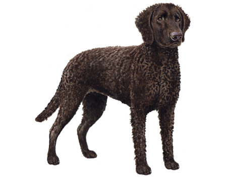 Curly Coated Retriever