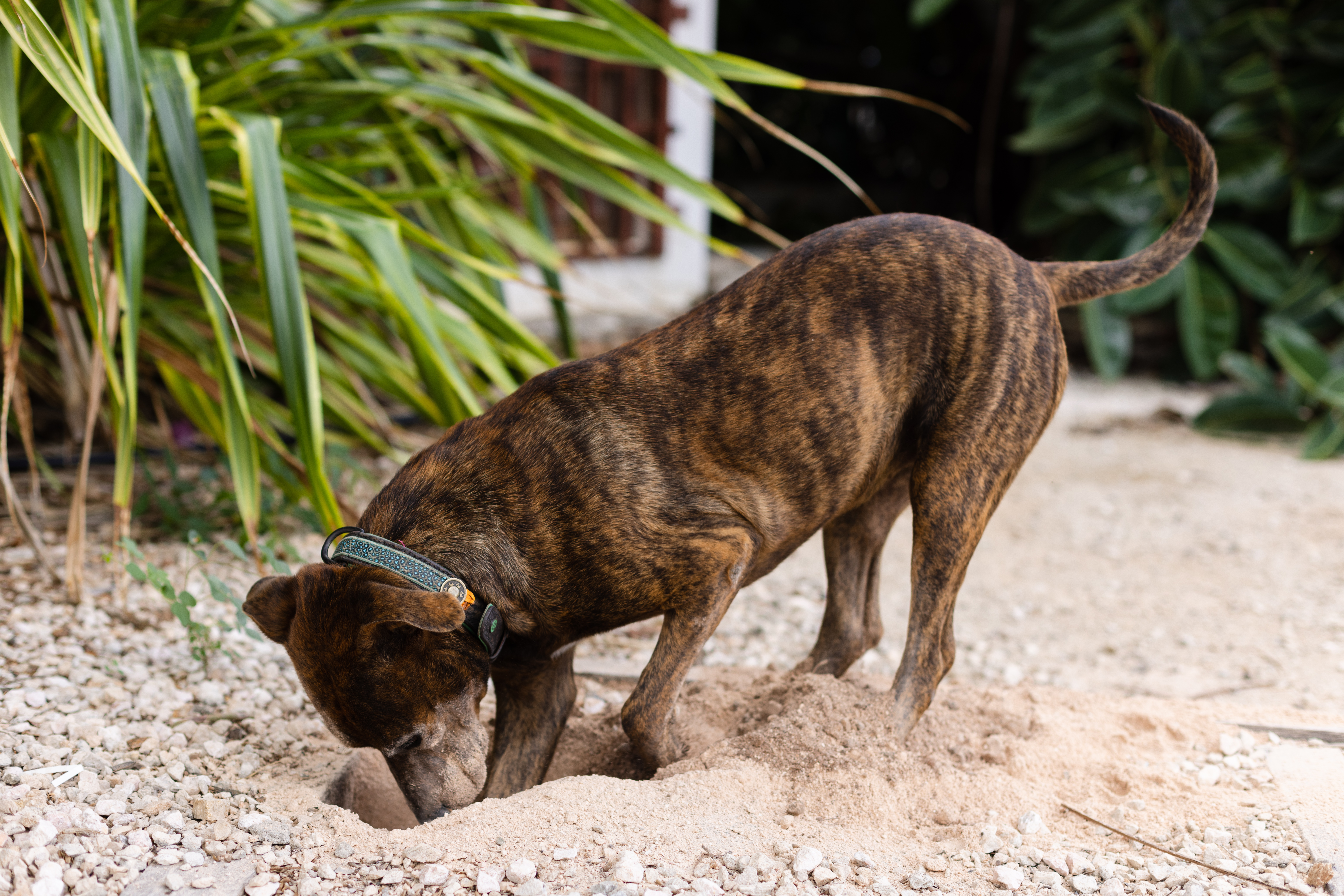 Diging Dog Why Do Dogs Dig?