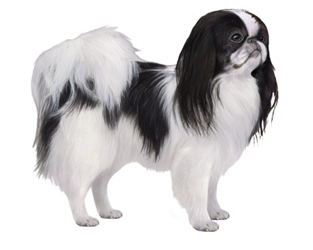 Illustration of a Japanese Chin