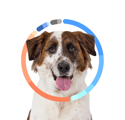 Cute white and brown mixed breed dog with tongue out and DNA test results