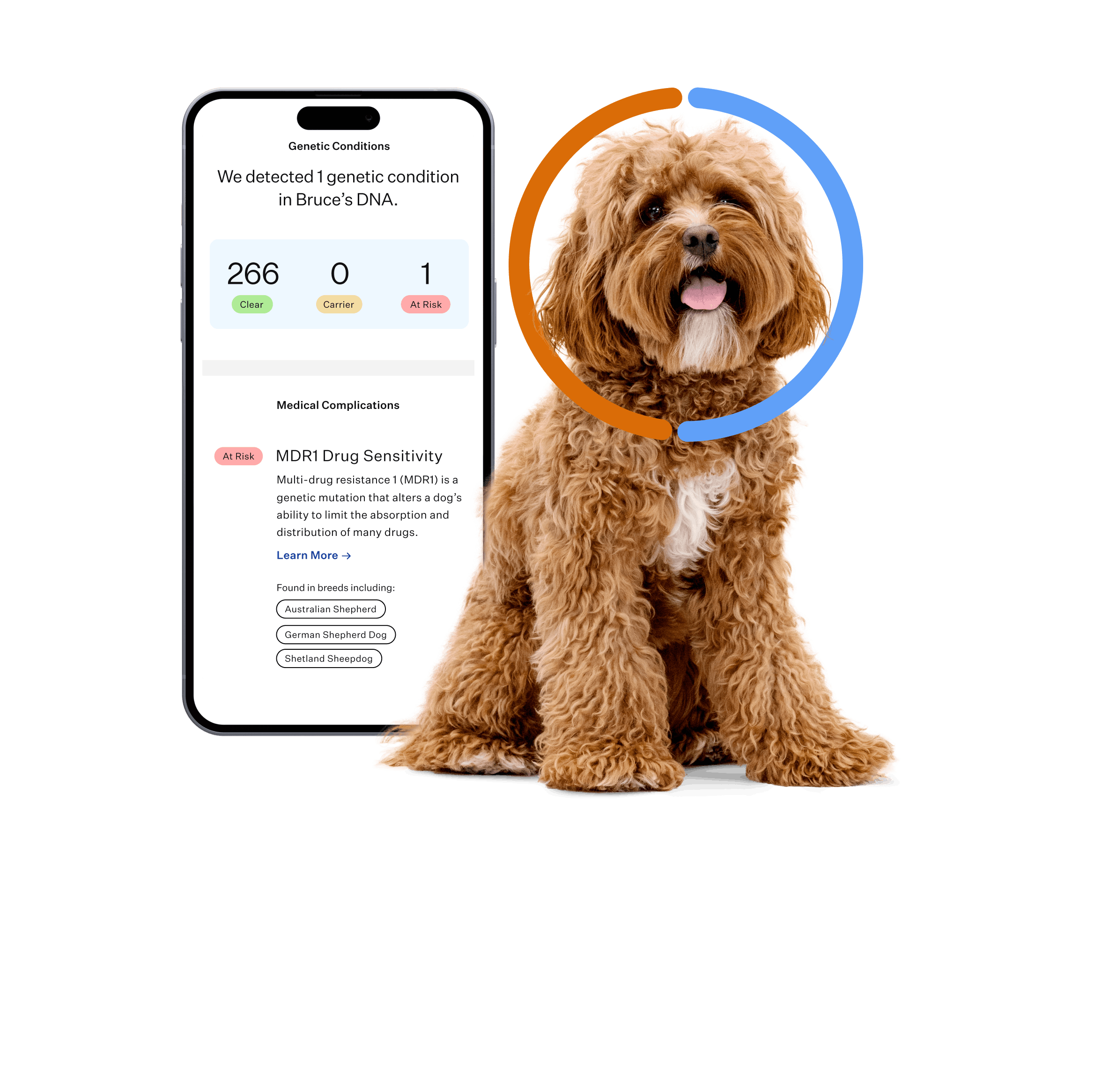 Poodle mix dog sitting next to their DNA health results