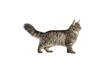 Maine Coon