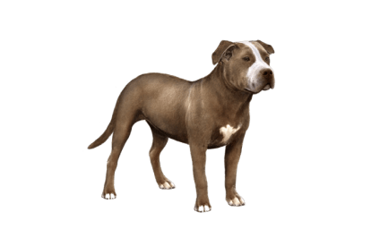 American Staffordshire Terrier