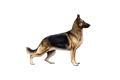 German Shepherd Dog