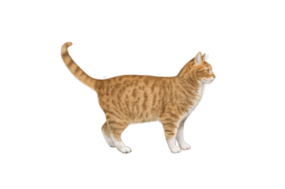 American Domestic Cat