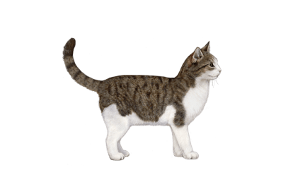 European Domestic Cat