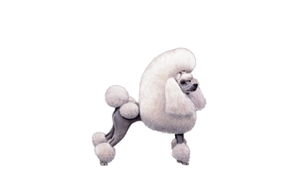 Poodle (Toy and Miniature)