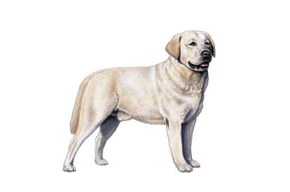 Labrador Retriever