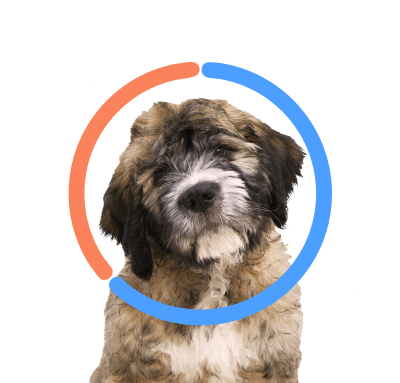 Breed results for cute fluffy mixed breed brown and white dog