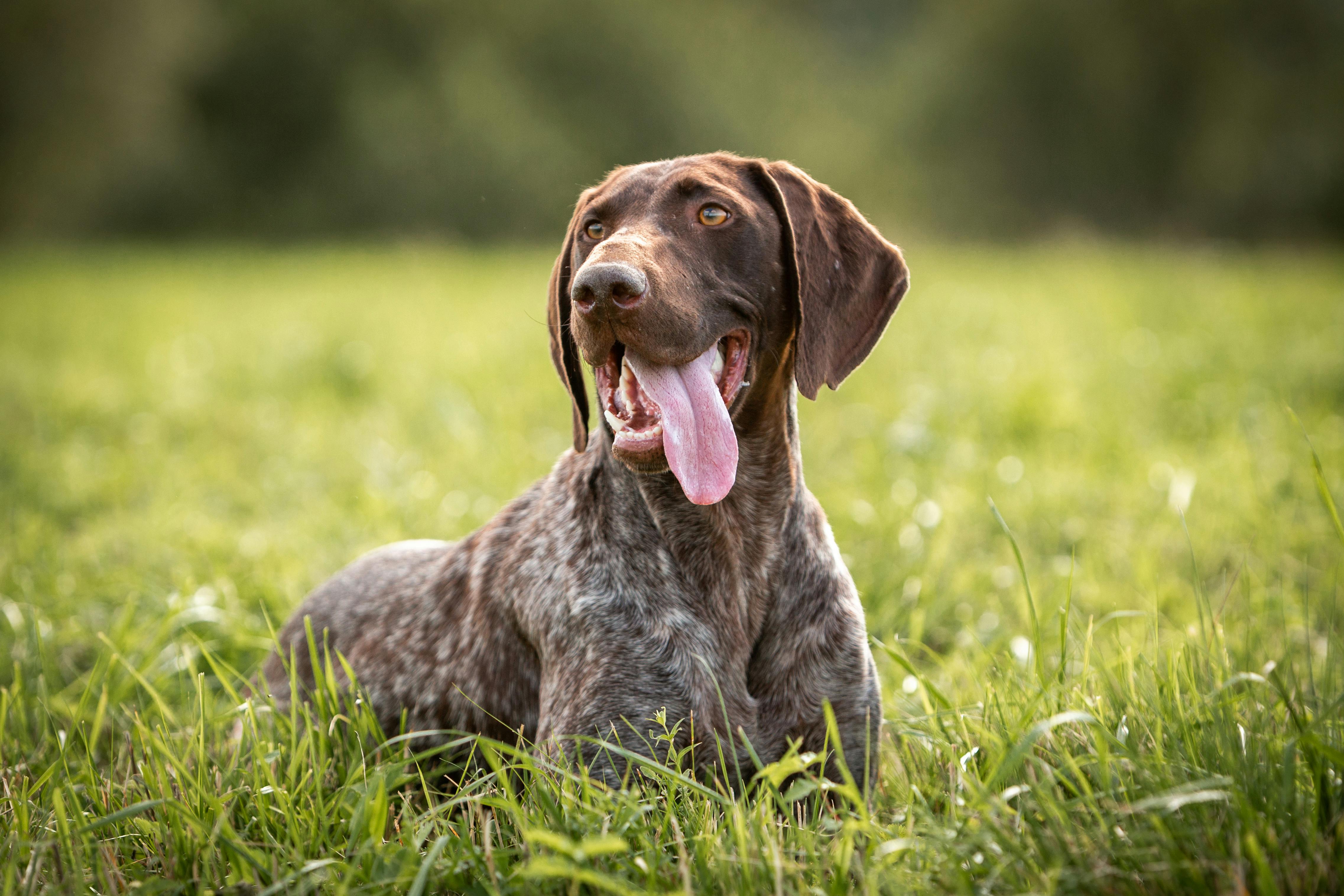 Brown and white sporting dog lying in the grass.