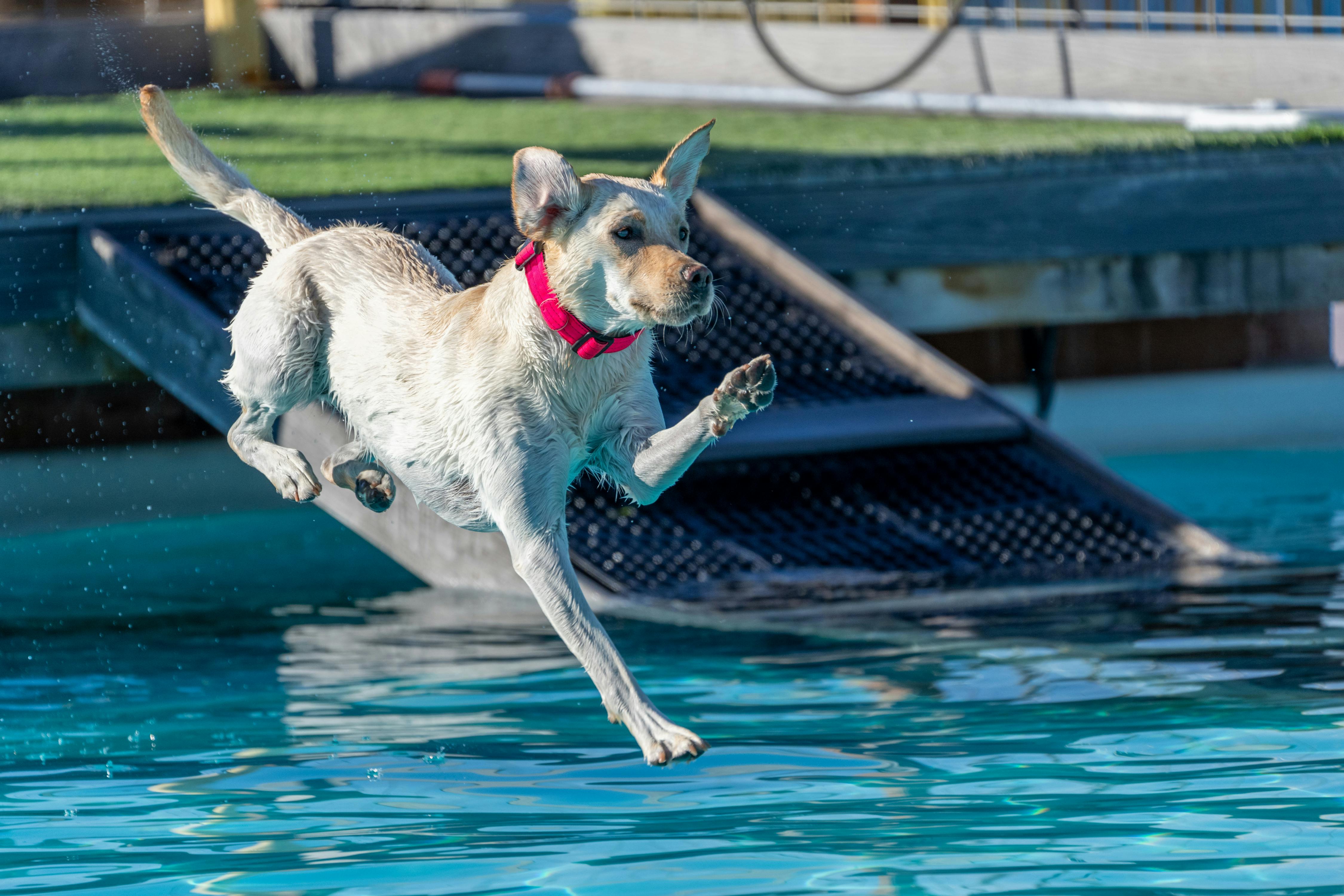 Yellow Labrador jumping into the water.