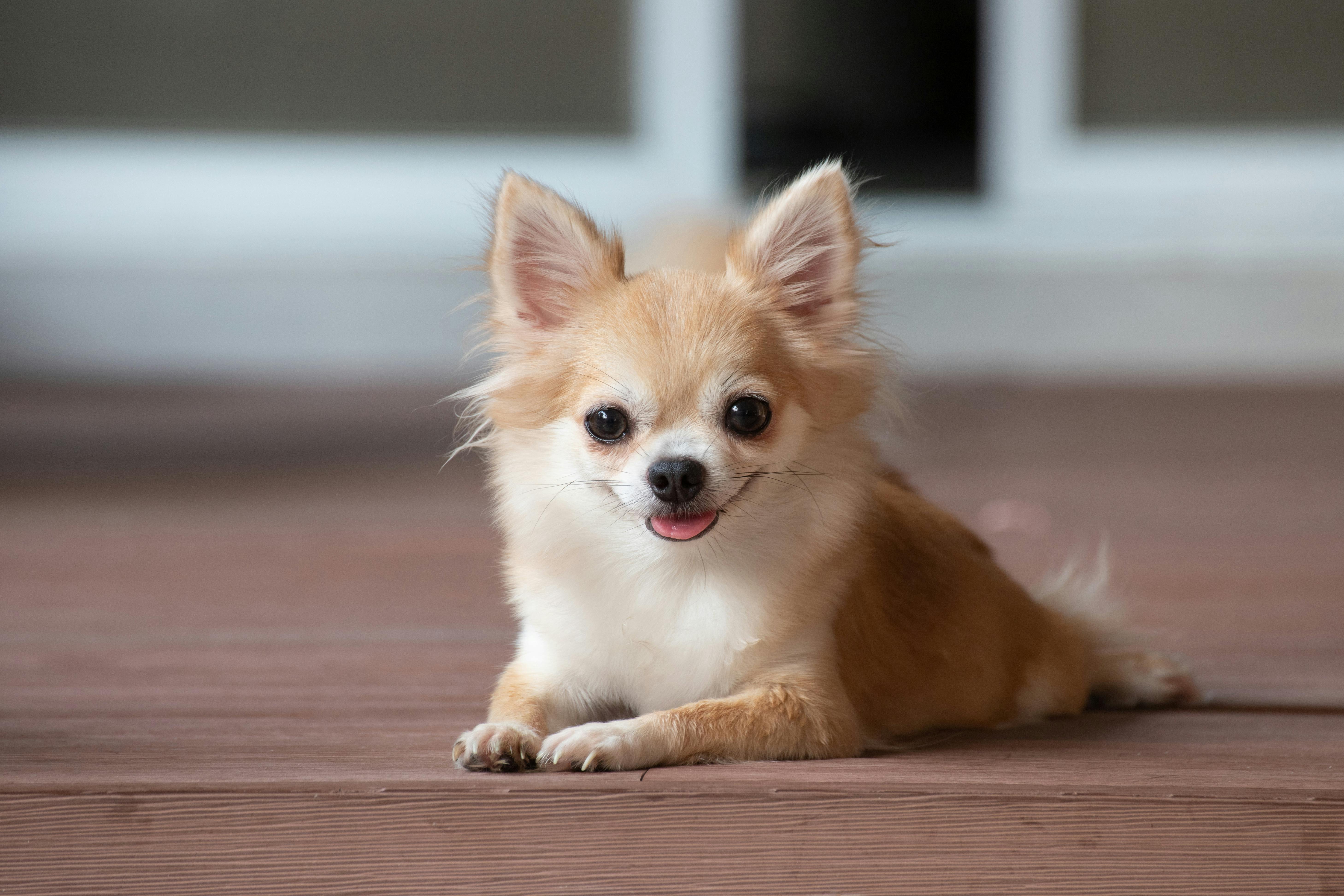 Chihuahua lying on the floor.