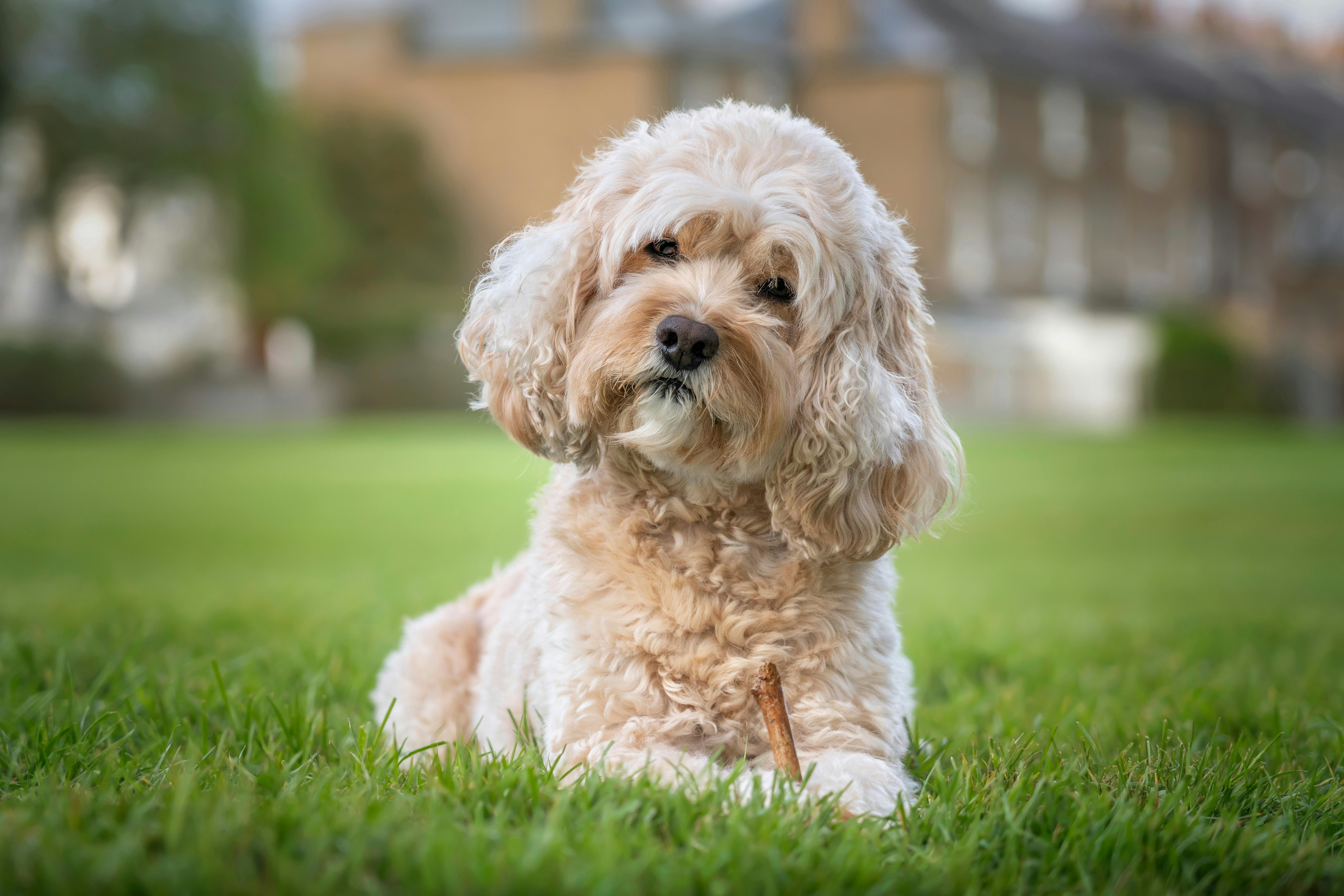 Young tan dog lying in the grass tilting its head.