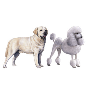 Labrador Retriever and Poodle