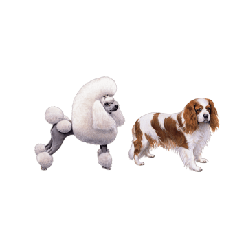 Cavalier King Charles Spaniel and Poodle