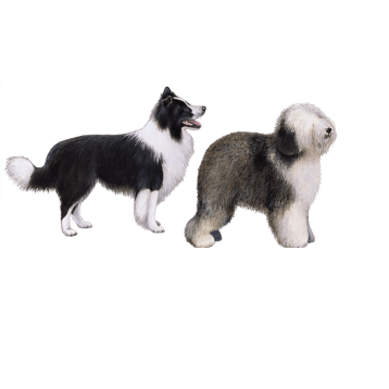 Border Collie and Sheep Dog