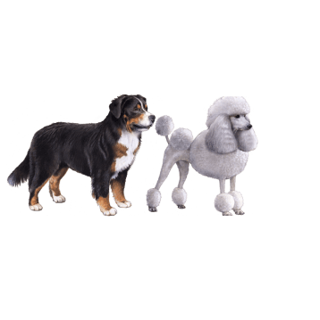 Bernese Mountain Dog and Poodle