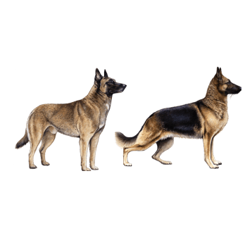 German Shepherd and Belgian Malinois