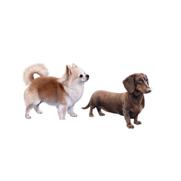 Chihuahua and Dachshund