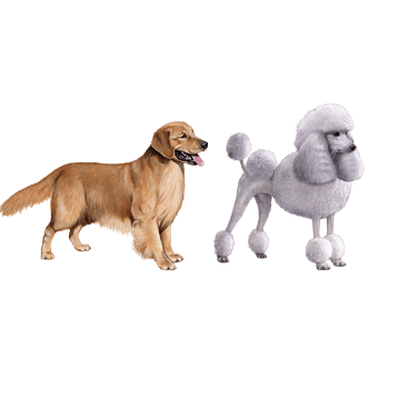 Cavalier King Charles Spaniel and Poodle