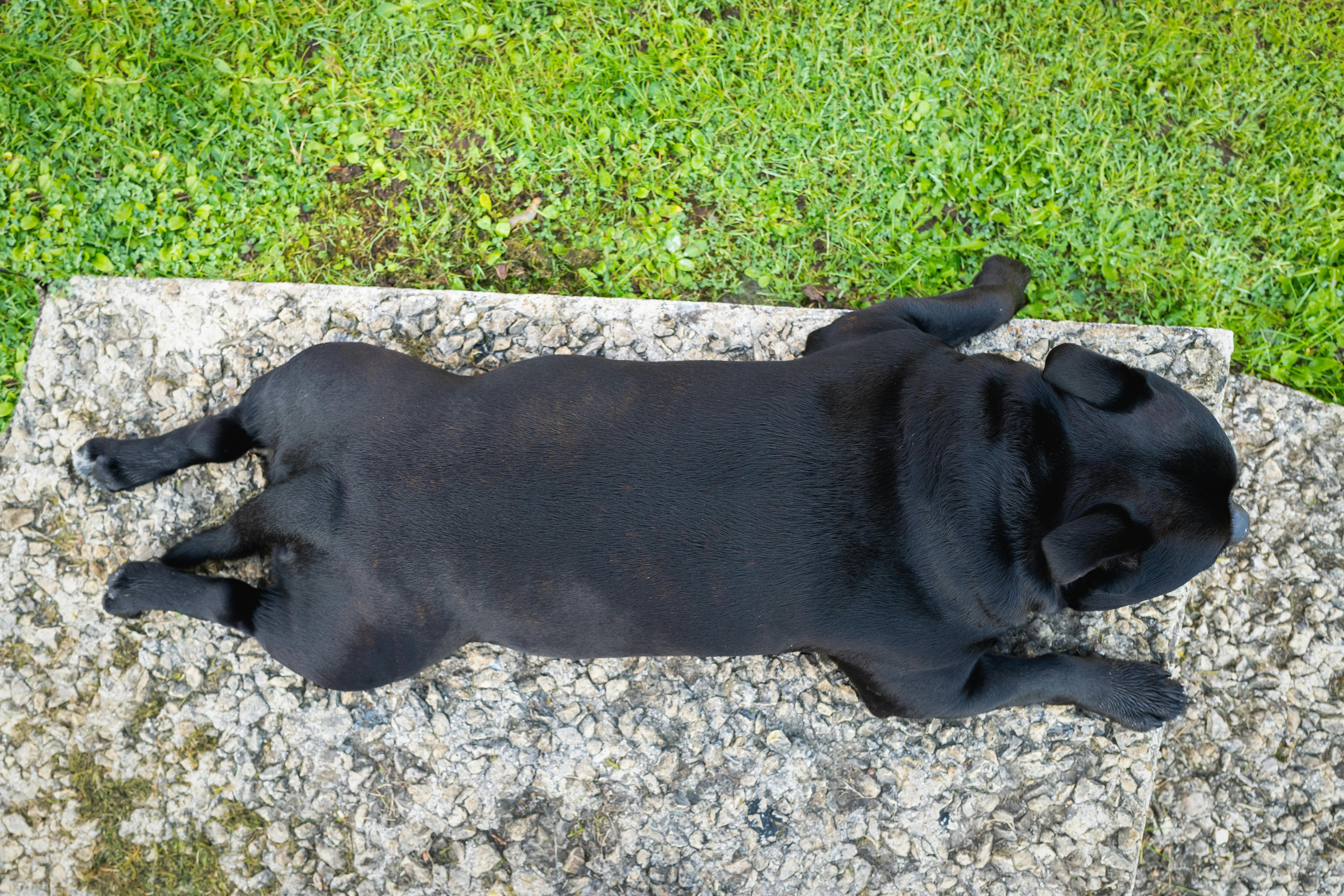 Small black dog splooting outside.