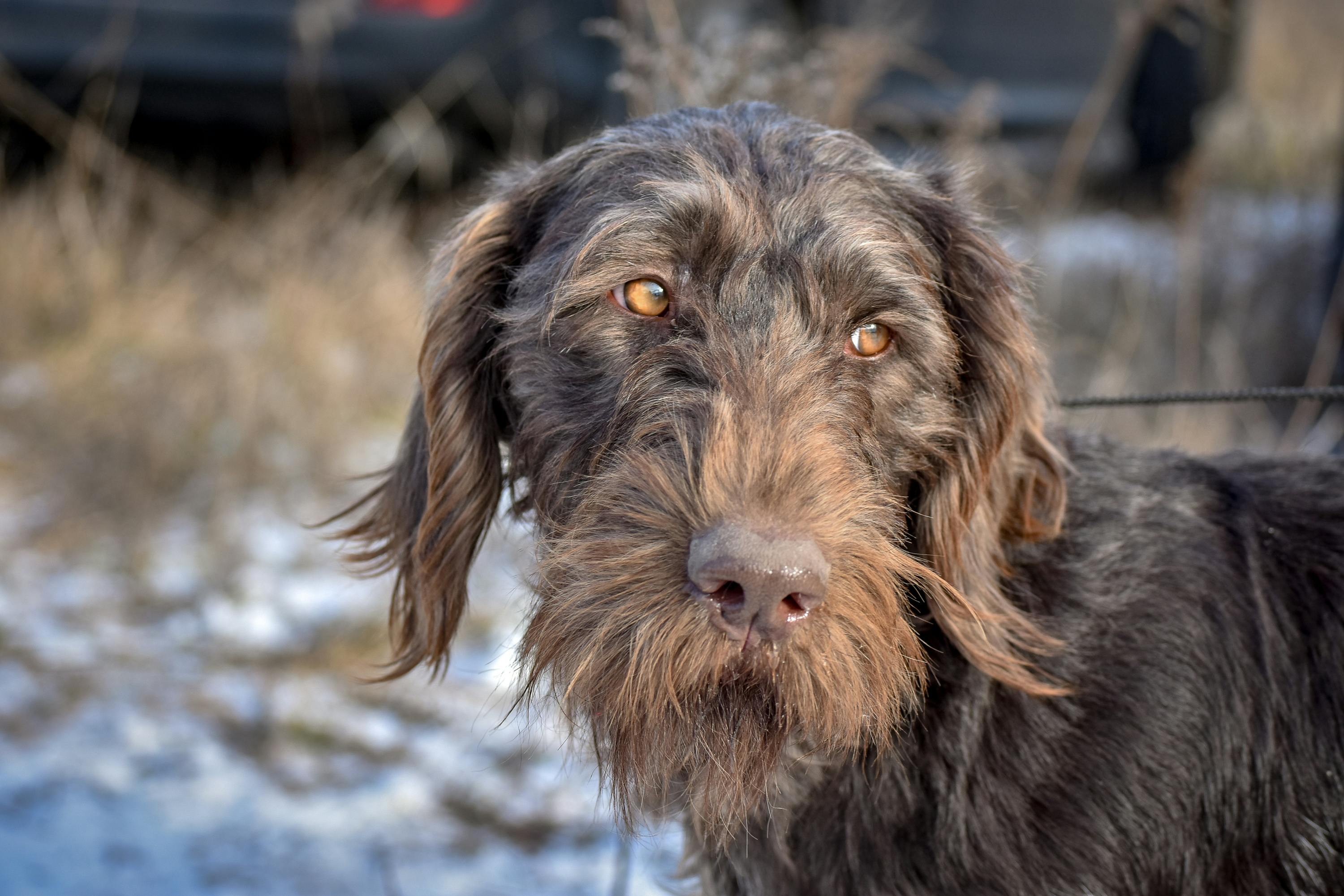 Scruffy brown pointer standing outside.