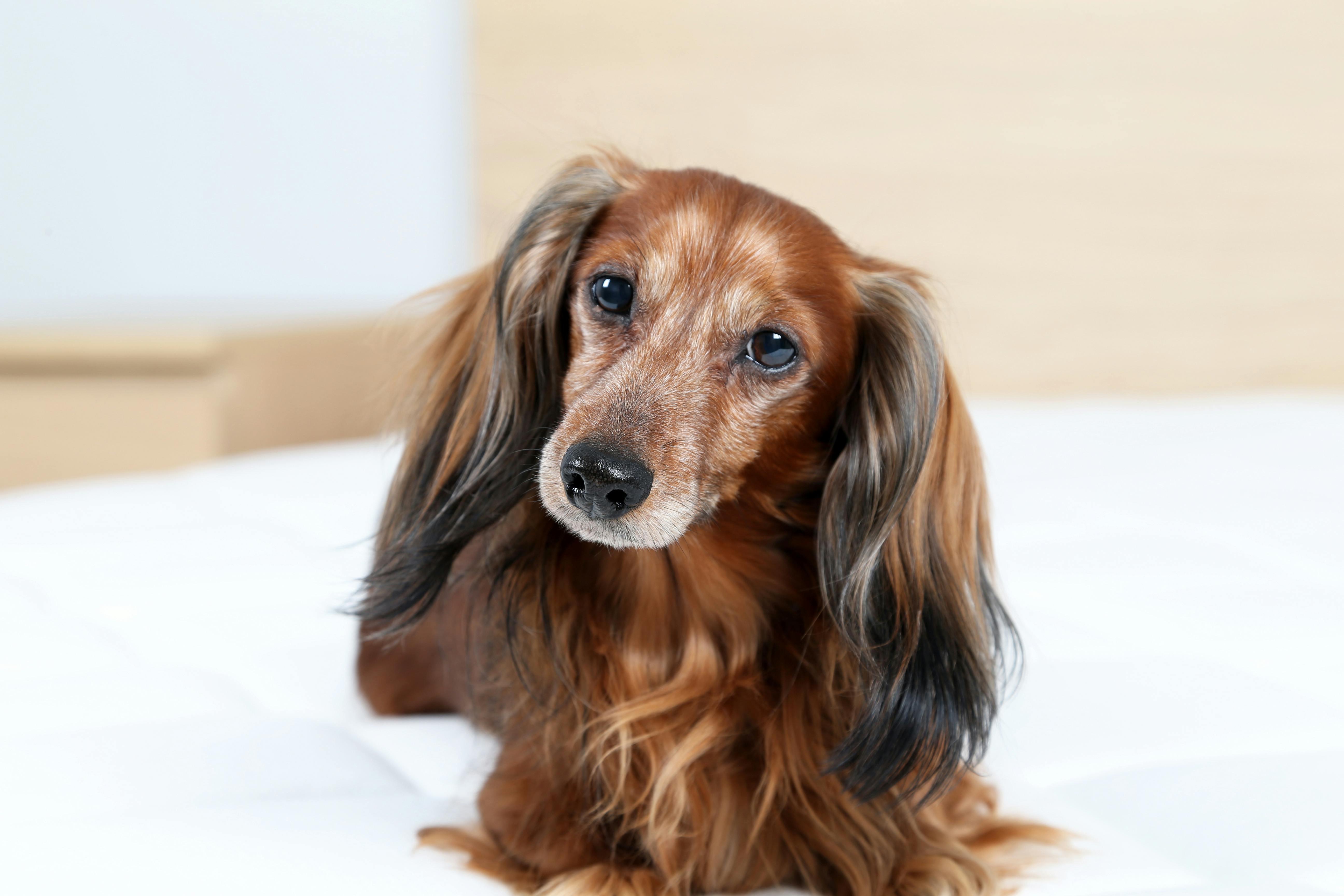 Longhaired Dachshund lying on a bed.