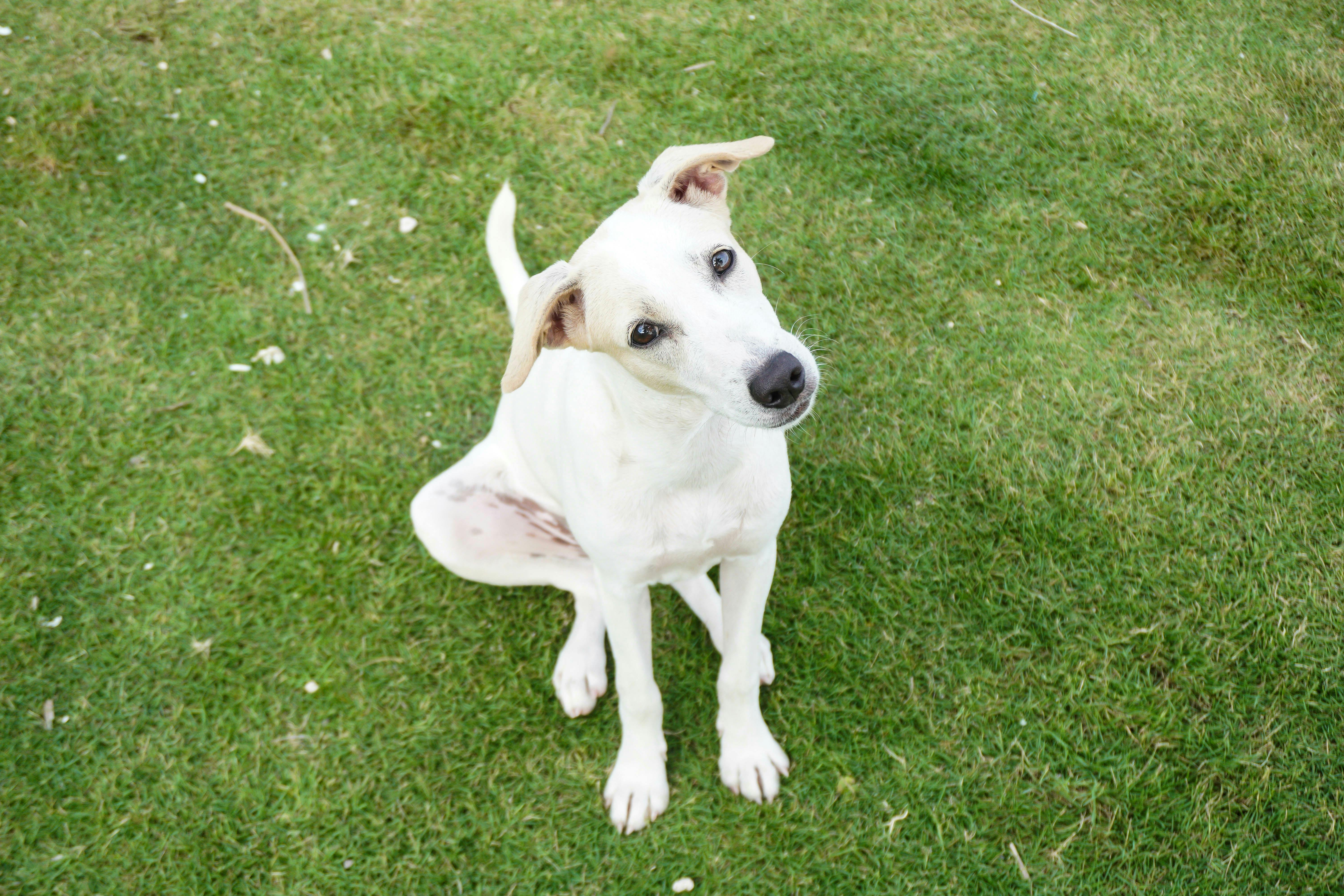 White dog sitting in the grass with their head tilted to the side.