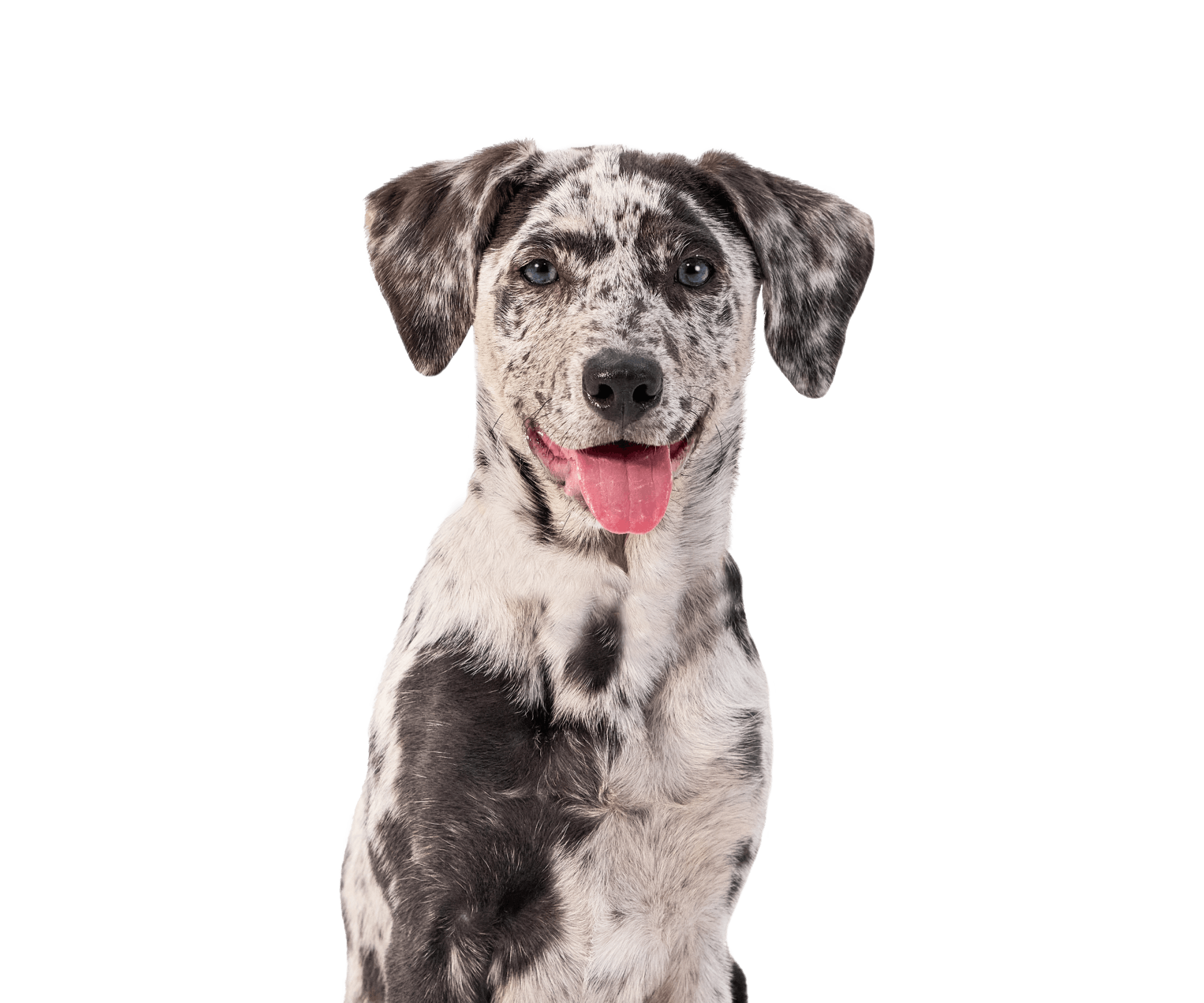 Very cute and happy black and white mixed breed dog with tongue out