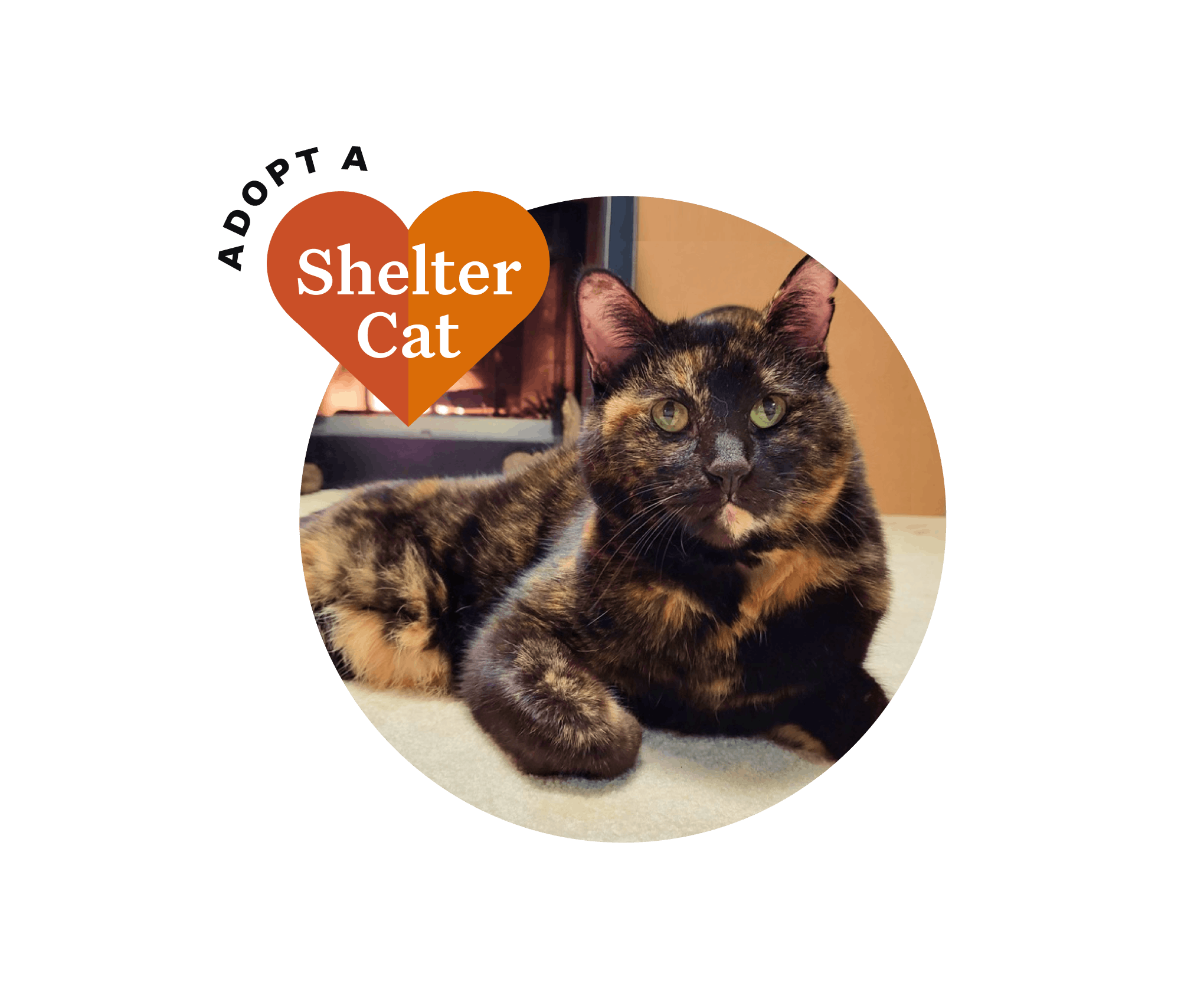 Beautiful Black and orange cat for adopt a shelter cat month