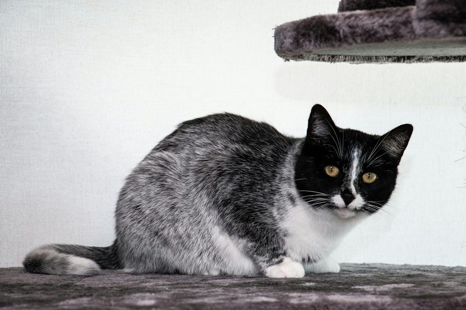 Cat with salmiak coat color