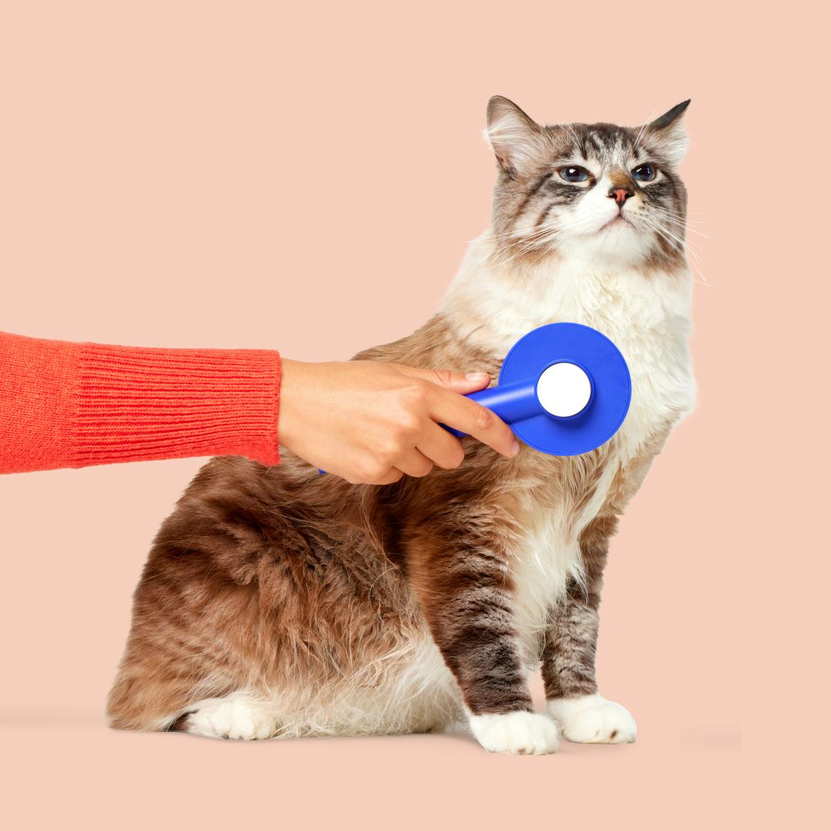 A pretty cat getting brushed by a person