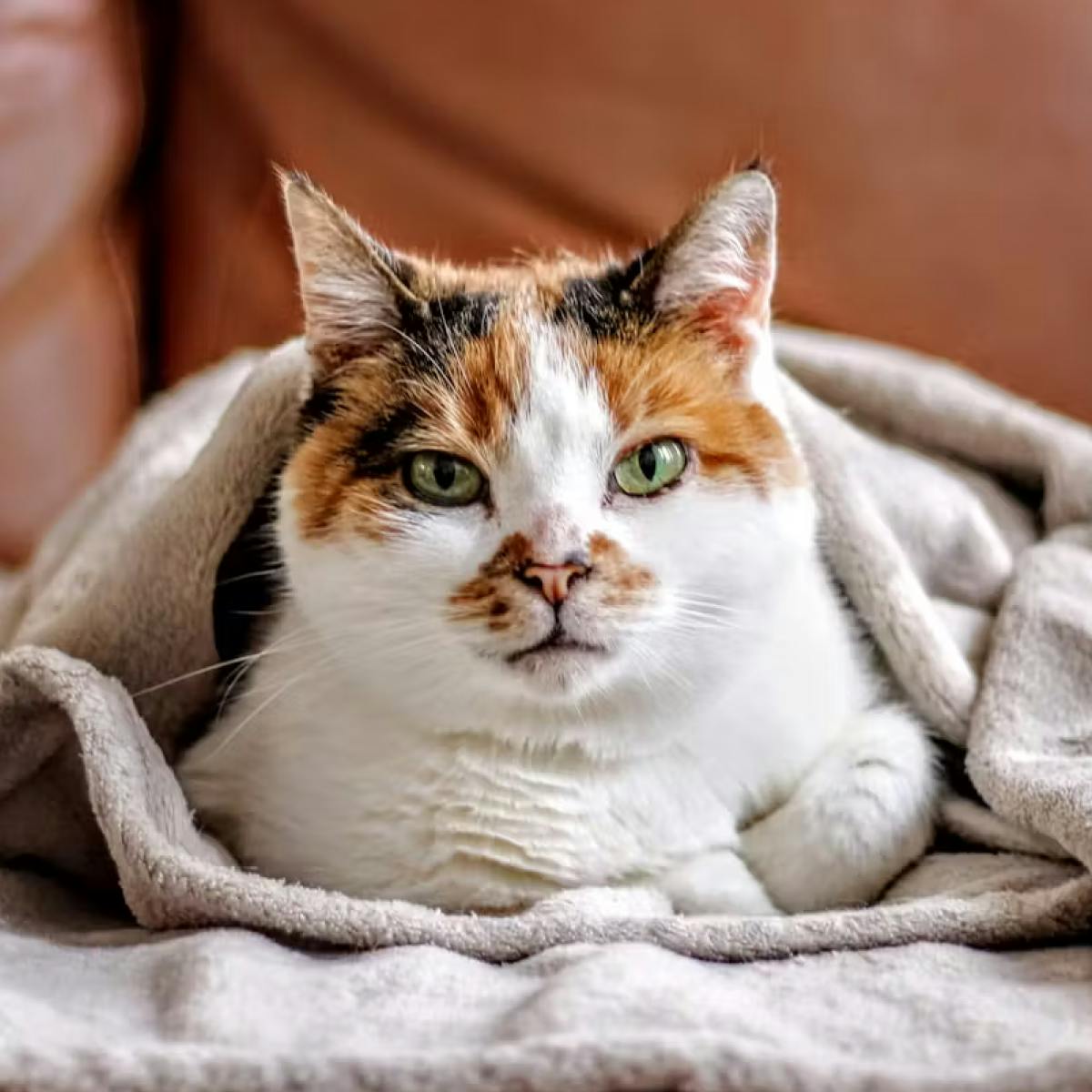 A calico cat looks to camera