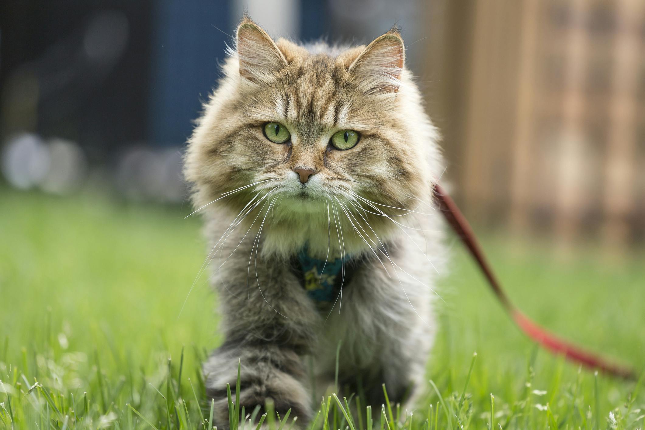 Cat walking on a leash outside in the grass.
