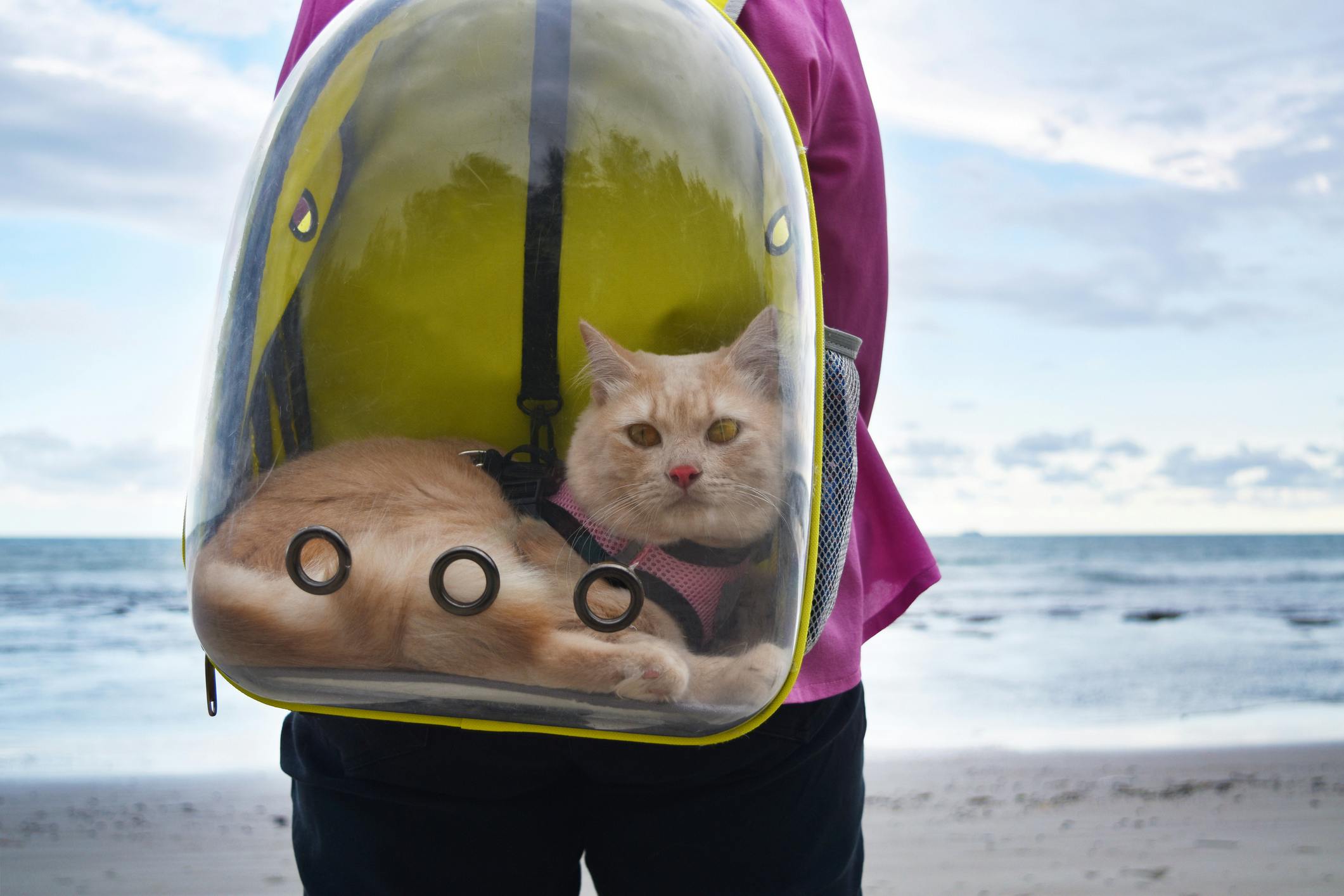Cat in a pet backpack at the beach.
