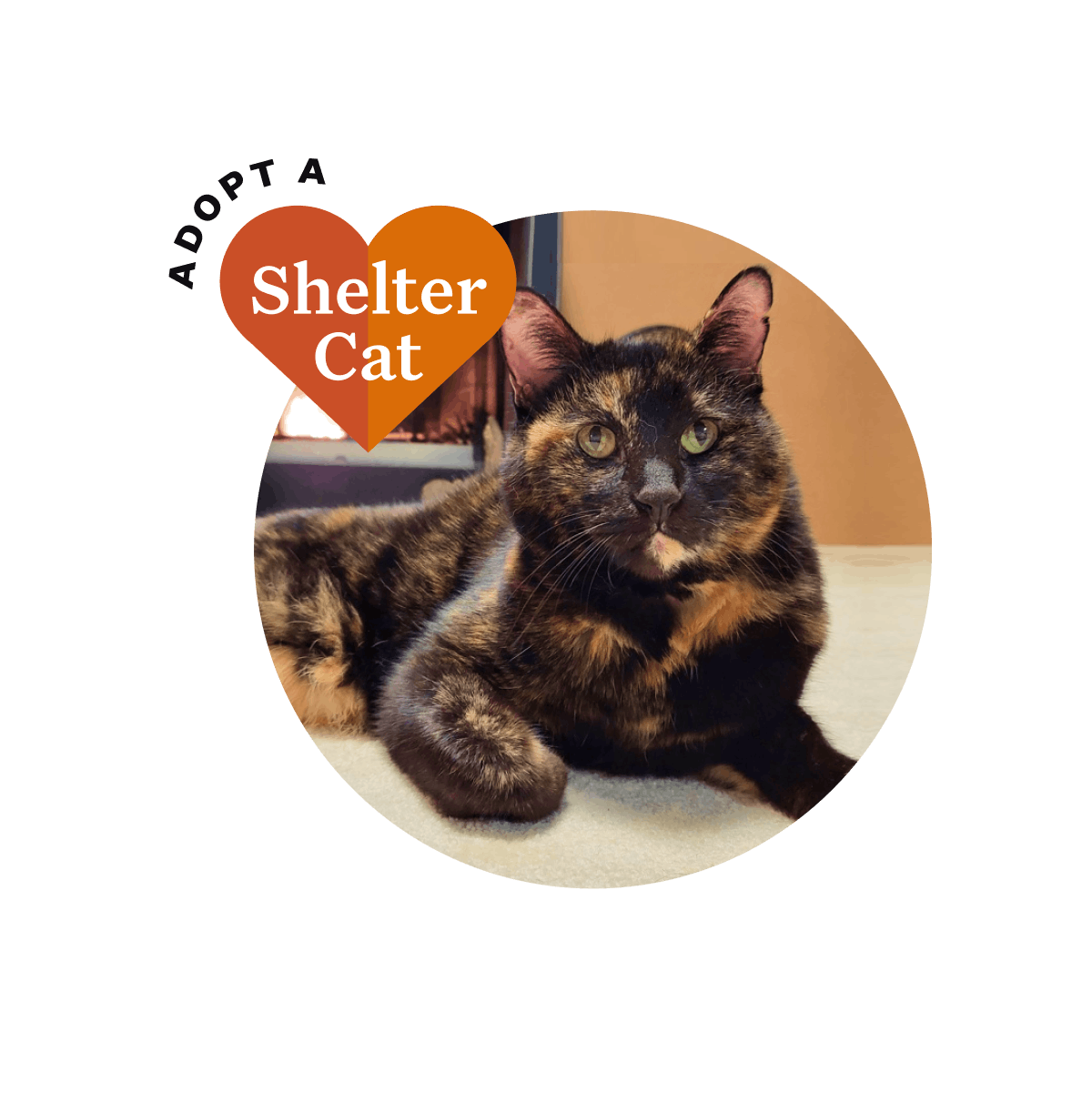 An adoptable tortoiseshell cat. Text reads: Adopt a shelter cat