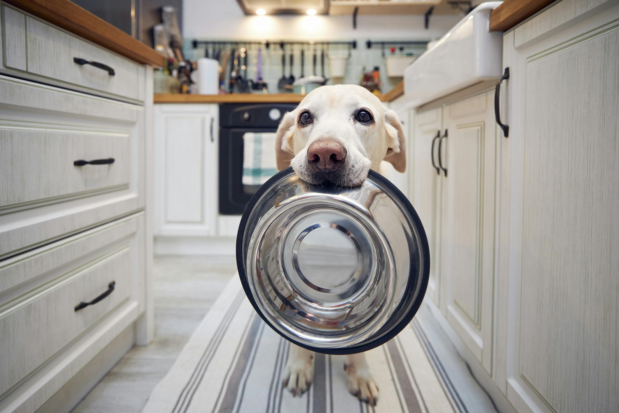 Dog standing in the kitchen holding a food bowl in their mouth.