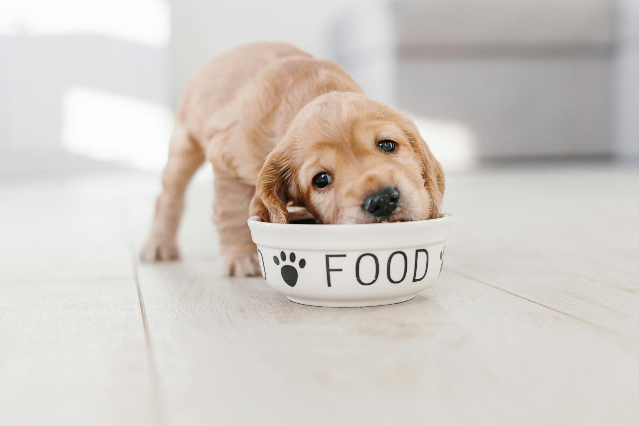 Puppy eating out of a food bowl on the floor.