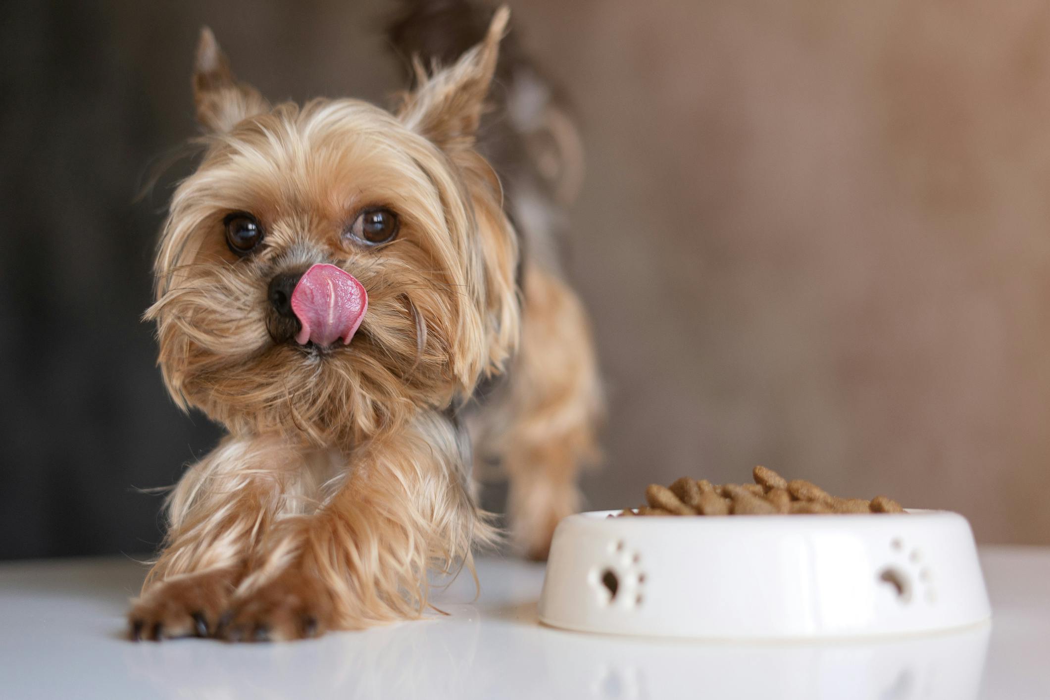 Yorkie sitting next to a full food bowl and licking their lips.