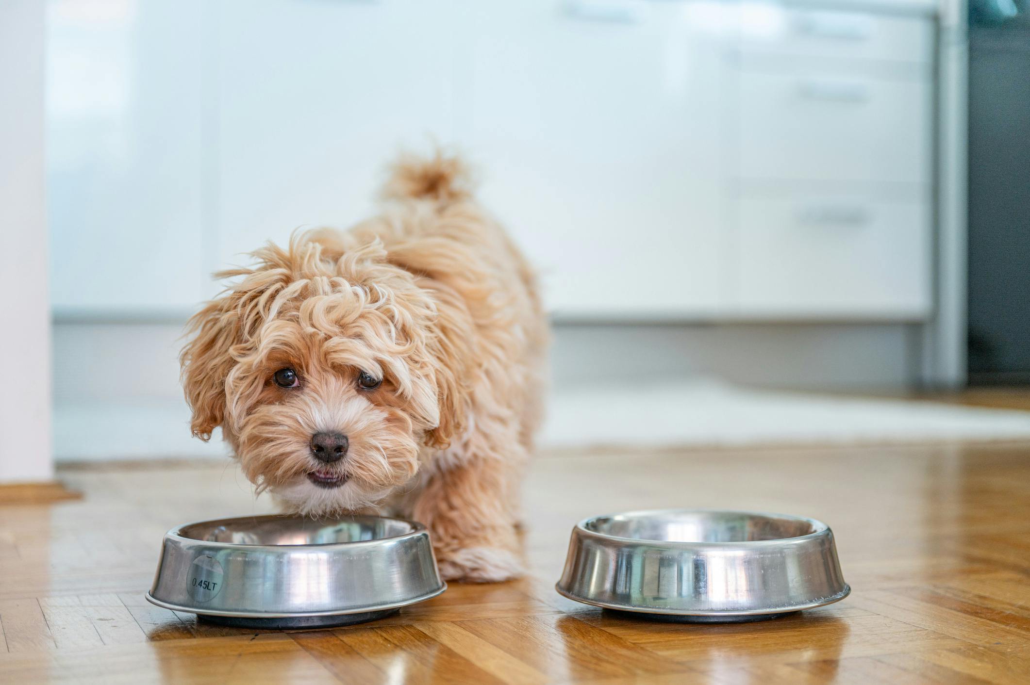 Small dog eating out of a stainless steel bowl on the floor.